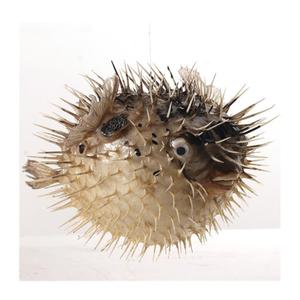 包海地中邮刺豚鱼 河豚鱼标本挂件 海洋标皮鱼本  家居创意礼物.