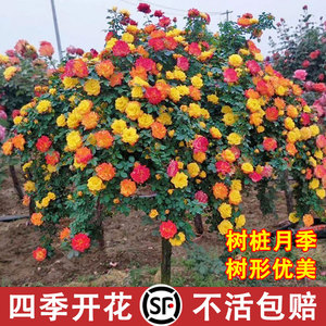 树桩月季特大花庭院阳台高带棒棒糖树杆花苗多色状花四季开花植物