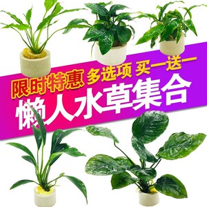 鱼缸里的活水草鱼m缸海草活的鱼缸里放的鱼草鱼缸内水生植物水下