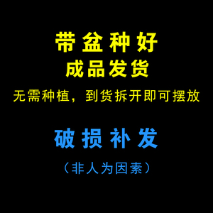 常春藤盆栽万年青植物常青藤青叶吊兰常绿叶一帆风顺X白掌室内绿