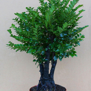 名贵紫叶小盆檀景树桩单头熟桩檀木室内客厅桌面绿植盆栽花卉植物