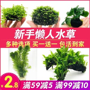 鱼缸里的活水草鱼缸海草活的鱼缸里放的鱼草鱼缸内水生植物水下