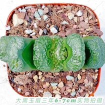 Big Black Jade fan mother body 6-7cm large jade fan Green Island Jade fan Non-basalt Jade fan Jade fan fleshy fan