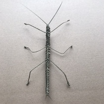 Grass-weaving animal stick insect pest Primary School kindergarten classroom insect samples manual non-heritage inheritance homework