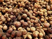 Spring sand nuts Spring sand nuts Yangchun specialty sand nuts Chinese medicine sand nuts 100 grams