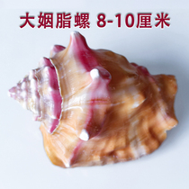 Natural conch shell Carmine fish tank landscaping Mediterranean creative home decoration conch shell ornaments