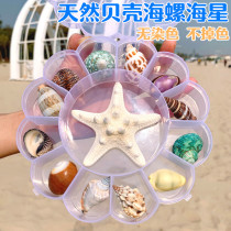Natural shell conch science materials fine specimen snail storage set gift box Kindergarten marine life collection