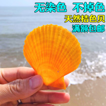 Fan-shaped shell Color shell Orange shell Natural shell conch Home decoration shell wall sticker floor Wedding decoration painting