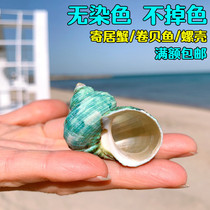Green snail natural shell small conch fish tank landscape roll fish hermit crab spare shell replacement shell special shell ornaments