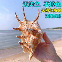 Natural shell oversized conch extra large seven-pointed snail fish tank decoration aquarium landscaping home floor decoration decoration