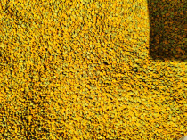 Farmers self-produced Rao River wild 100 pollen Northeast black bee bee pollen pure natural green no addition 500g
