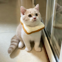 Kitty Elizabeth Circle toast bread headgear Anti-licking item Cat Tennis Red Shake Sound New ornaments Photo Scarf