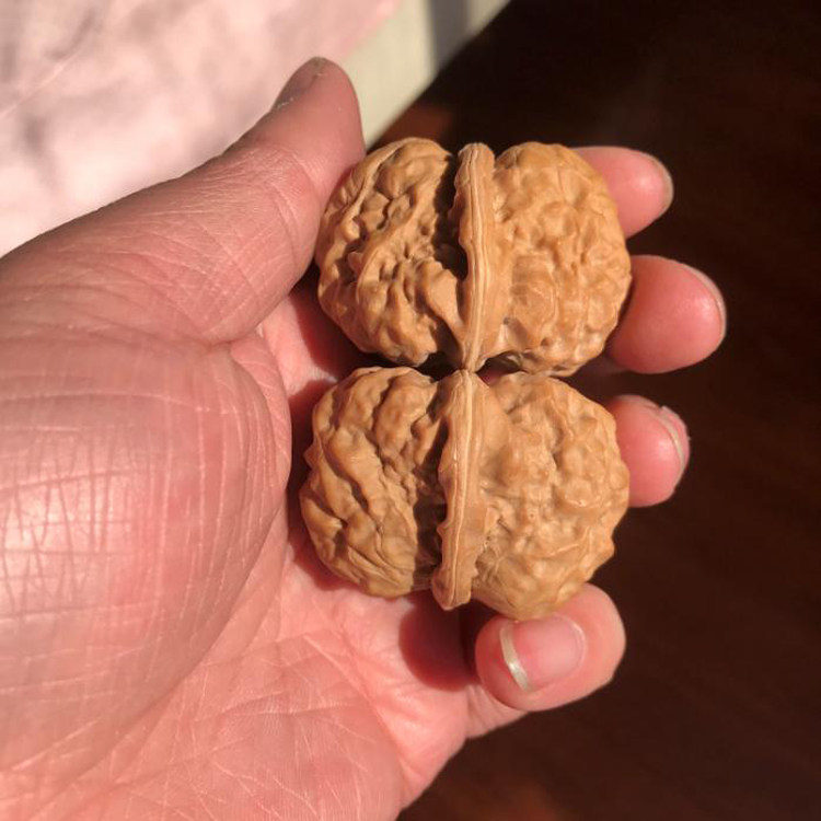 【2年育成】蛤蟆头核桃45mm 蛤蟆头核桃一物一图-蛤蟆头核桃一物一图促销价格、蛤蟆头核桃一物一图