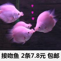 Kiss fish watching fish freshwater tropical fish seedling small peacock fish live zebrafish peacock pet