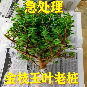 法师多肉植物老桩-法师多肉植物老桩促销价格、法师多肉植物老桩品牌- 淘宝