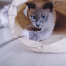 Japan Dogg comic kitty Toy fun Hide Cat Kraft Paper Tunnel Incidental to Cat Stick Suit