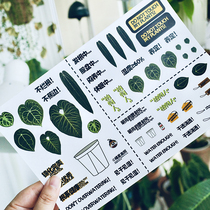 Orange Star Gaozhao Hot Plant Peripheral Stickers 2 Sets | Notebook Phone Personality Decoration Stickers