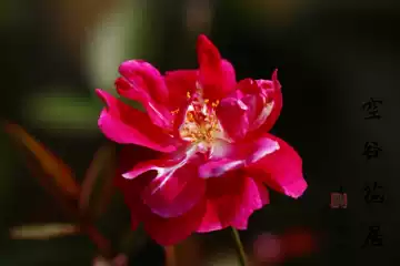 赤龙含珠-赤龙含珠促销价格、赤龙含珠品牌- 淘宝