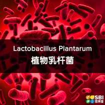 Lactobacillus Plantarum Lactobacillus Plantarum packing 5g
