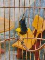 Imported sunbird feed sunbird food daily feed