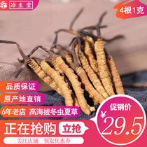 Tibet Naqu Qinghai Goluo Yushu wild fresh dry non-broken Cordyceps sinensis 4 roots 1 gram wine Tea