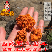  Wild golden ear wooden ear brain ear yellow ear snowy plateau Tibet Nyingchi specialty dry goods half a catty soft waxy