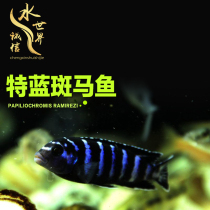 Tropical fish aquarium living fish tank-fish fish-fish fish-fish fish