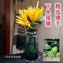 Fresh fresh Jinhua bergamot with branches Citron bergamot green fruit ornamental play