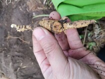 Jilin Garden ginseng small (50 copies start to shoot)