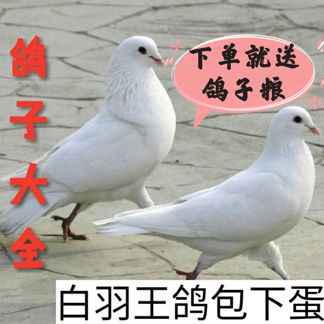 Pigeons Live birds A pair of breeding carrier pigeons Racing pigeons Meat pigeons White feather king Ornamental pigeons Young pigeons Breeding pigeons Landing king