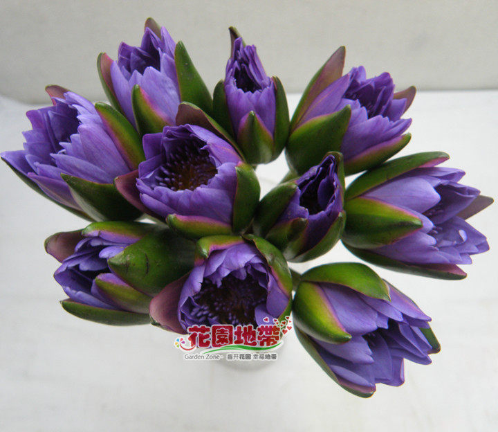 悲恋花英字 全部文章 马翠霞 悲恋花英字 全部文章 马翠霞