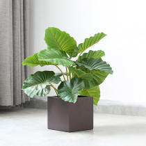 Roman mother cost-effective simulation green plant bonsai dripping water Guanyin fake plant potted shop soft decoration