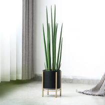 Nordic wind ins Net red simulation plant decoration stick leaf Tiger Pilan indoor desktop bonsai floor landing soft decoration