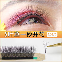 Five-leaf grass eyelash grafting eyelash flowering false eyelash thick W-type eyelash eyelash special yy upgrade