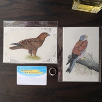Cant describe the amazing Indian miniature painting miniature hand painting Falcon Eagle goshawk big single need to be mounted ornaments