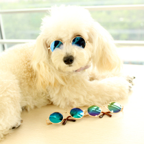 Pericarpium citri reticulatae home pet glasses dog sun glasses cat sunglasses Teddy small dogs trend of net Red camera accessories