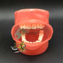 Dental materials dental practice tooth extraction model with simulation face Standard model Tooth Ridge clear teaching