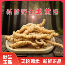 Now dig and sell] Wild fresh Rehmannia root Small Rehmannia root Rehmannia whole Chinese herbal medicine 500g