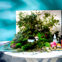 Forest pinecone props photography net celebrity props ins beauty decoration posing set Forest props photo background