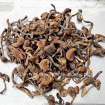 Northeast specialty wild Zhen mushroom hazelnut mushroom sprout hazelnut mushroom sprout rootless 250g pat 3 pieces of mountain treasures