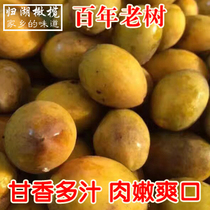 Now pick Chaoshan fresh green olive green fruit yellow olive white olive pregnant woman fruit suitable for raw taste sweet 500g