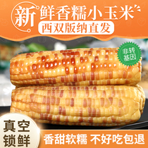 Yunnan Xishuangbanna sweet corn fresh sticky flower glutinous corn sweet glutinous corn cob vacuum instant 5kg