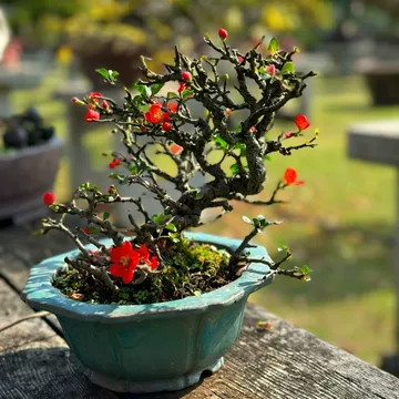 亦盆栽」長寿梅 紅花 小品盆栽 亦盆栽」長寿梅 紅花 小品盆栽