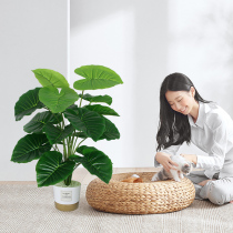 Nordic desk small potted plant simulation green plant turtle back potted plant living room decoration fake flower bionic plant home decoration