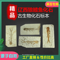 Hot-selling Liaoxi fin fish fossil specimens Ancient biological animals are basically clear and complete single price