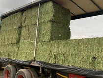 80 Jin United States imported high quality alfalfa hay alpaca forage milk goat grass alpaca popular alpaca feed