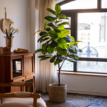 Han simulation green plant Rubber leaf plant potted large floor-to-ceiling indoor decoration living room window decoration