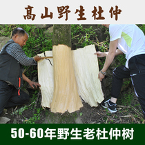 Chinese medicinal materials Eucommia ulmoides Eucommia ulmoides tea Qinling wild 50 years thick skin male tea brewing wine without sulfur-free powder 500g