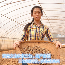 Yunnan Wenshan Qinong Super Spring Panax notoginseng 20 30 40 Free Video Super Panax notoginseng