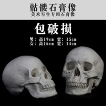 Quality-preserving plaster skulls skulls gongs geometric heads portraits plaster still sketches